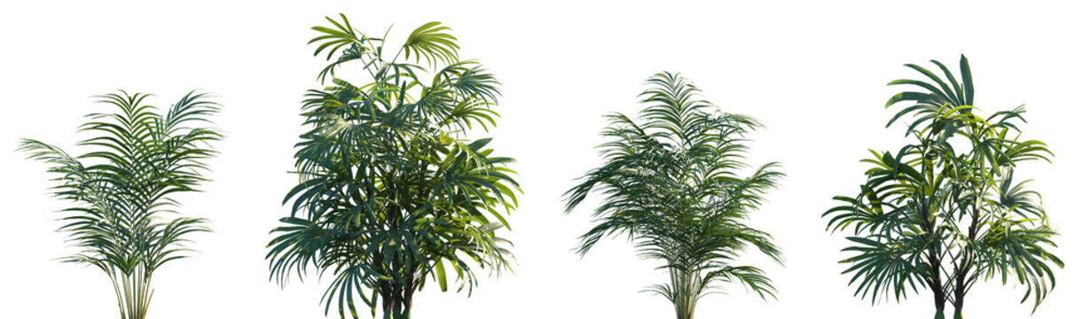 Set of 2 Rhapis excelsa and 2 Dypsis lutescens palm frontal medium and small isolated png on a transparent background perfectly cutout