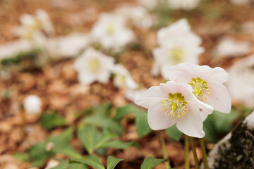vista macro di vari fiori dai petali bianchi in un ambiente naturale collinare, di giorno, in primavera