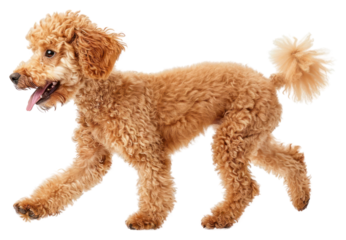 PNG  Happy curly-haired dog running