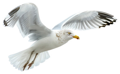 Fototapeta premium PNG Graceful seagull in flight