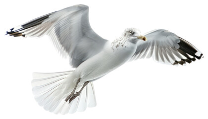 Fototapeta premium PNG Graceful seagull in flight skyward