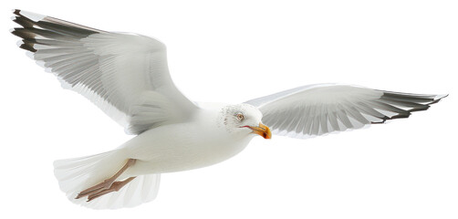 Fototapeta premium PNG Seagull soaring white background flight