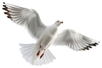 Fototapeta premium PNG Graceful seagull in flight skyward