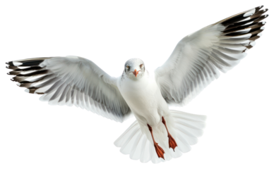 PNG Graceful seagull in flight pose
