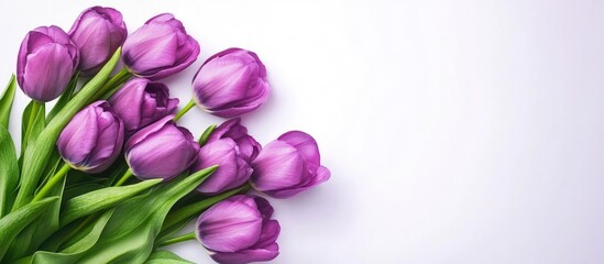 Bouquet of purple violet peony tulips. with copy space image. Place for adding text or design