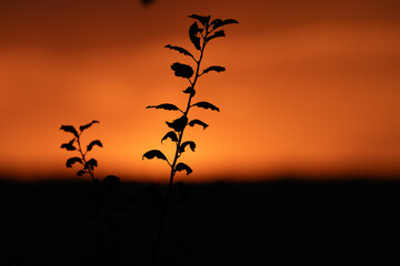 Silhouette einer Pflanze im Licht eines orangefarbenen Sonnenuntergangs