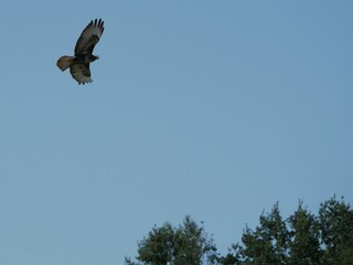 Bussard im Flug