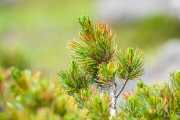高山に自生するハイマツ

