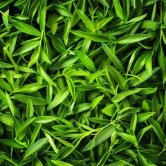 Obraz premium Tarragon texture background, estragon leaf banner, Artemisia dracunculus pattern, fresh herbal leaves