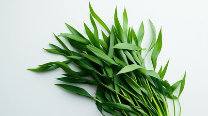Fototapeta premium Tree twigs, green leaves, and a white background, isolated