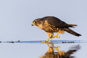 The merlin (Falco columbarius) drinking water