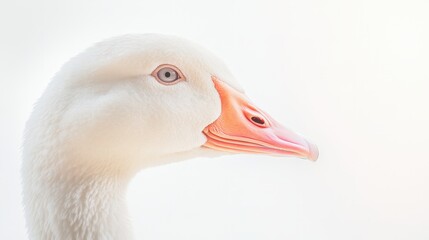 A white duck with pink beak and orange eyes