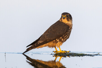 The merlin (Falco columbarius) drinking water