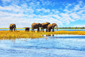 Naklejka premium The wild animals in Africa