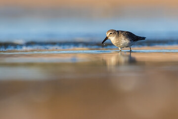Least Sandpiper in autumn migration