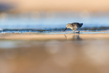 Least Sandpiper in autumn migration