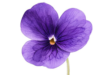 Beautiful purple flower with delicate petals and intricate veins, perfect for floral designs and nature-themed projects.