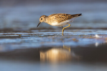 Least Sandpiper in autumn migration