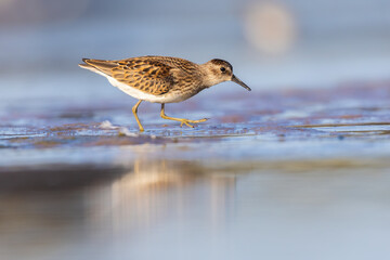 Least Sandpiper in autumn migration