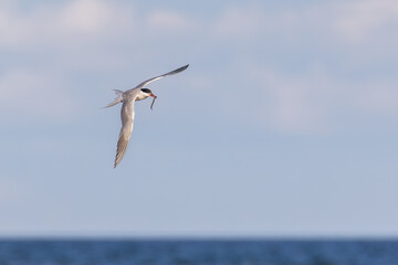 common tern (Sterna hirundo) in summer