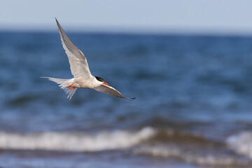 common tern (Sterna hirundo) in summer