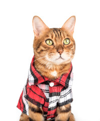 Portrait of a bengal cat in a checkered shirt.