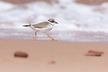 Piping plover (Charadrius melodus) in summer