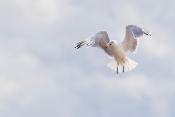 Herring Gull (Larus argentatus) with oyster