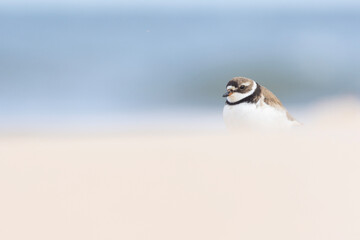 Piping plover (Charadrius melodus) in summer