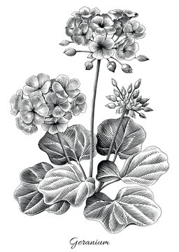 geranium plant black and white botanical drawing clip art preview