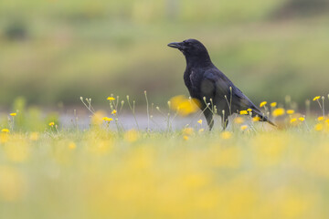 Obraz premium American crow (Corvus brachyrhynchos) in meadow full of yellow flowers 
