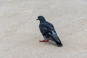 A dove on the sand of a beach in a coastal town, dove landed on the sand.