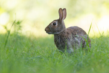  eastern cottontail (Sylvilagus floridanus) in summer
