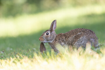  eastern cottontail (Sylvilagus floridanus) in summer