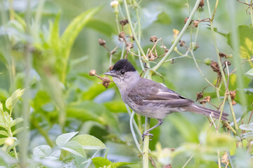 Eurasian blackcap (Sylvia atricapilla) in summer