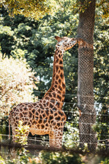 Discover the animals of the Peaugres safari in France