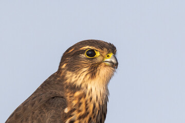 The merlin (Falco columbarius) drinking water