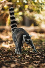 Discover the animals of the Peaugres safari in France