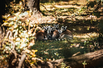 Discover the animals of the Peaugres safari in France