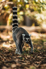 Discover the animals of the Peaugres safari in France