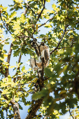 Discover the animals of the Peaugres safari in France
