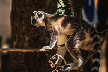 Discover the animals of the Peaugres safari in France