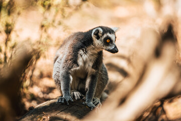 Discover the animals of the Peaugres safari in France