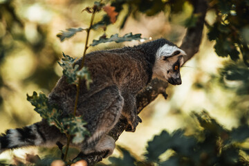 Discover the animals of the Peaugres safari in France