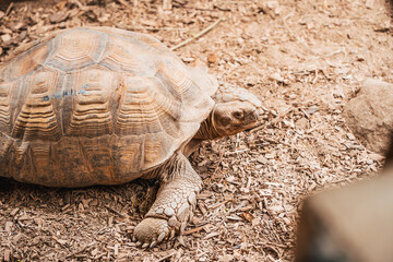 Discover the animals of the Peaugres safari in France