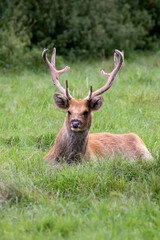 Red deer in a clearing