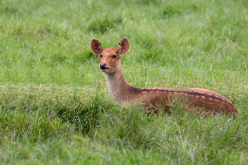Red deer in a clearing