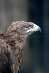 Eagle on a tree