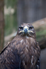 Eagle on a tree