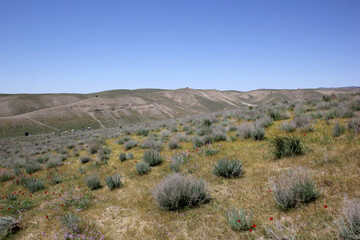 desert landscape with hills and sparse bushes in central asia, clean sky